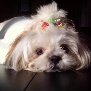 Meet your Posher, Julie